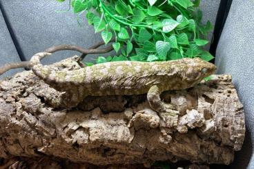 Geckos kaufen und verkaufen Foto: Rhacodactylus leachianus Nuu Ami