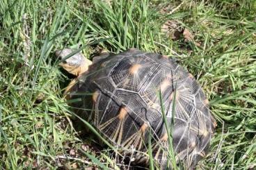 Landschildkröten kaufen und verkaufen Foto: Astrochelys Radiata Strahlenschildkröten Landschildkröten kaufen und verkaufen Foto: Astrochelys Radiata Strahlenschildkröten