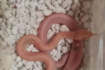 Nattern ungiftige  kaufen und verkaufen Foto: 4.2 Housesnakes Blue Eye T-Albino nz24