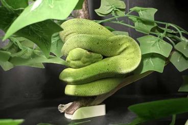 Pythons kaufen und verkaufen Foto: Morelia Viridis abzugeben