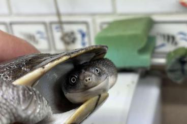 Schildkröten  kaufen und verkaufen Foto: Chelodina gunaleni-- Weissnasenschlangenhalsschildkröte