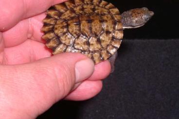 Turtles and Tortoises kaufen und verkaufen Photo: Myuchelys latisternum -Australische Breitbrustschildkröte Rarität 