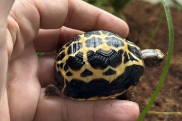 Turtles and Tortoises kaufen und verkaufen Photo: Pyxis arachnoides brygooi 