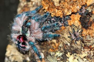 Spiders and Scorpions kaufen und verkaufen Photo: Verkaufe Typhochlaena seladonia Spiders and Scorpions kaufen und verkaufen Photo: Verkaufe Typhochlaena seladonia