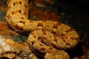 Venomous snakes kaufen und verkaufen Photo: Verkaufe Zwergbitis Nachzuchten 2023