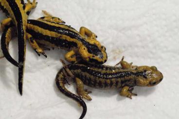 newts and salamanders kaufen und verkaufen Photo: Verkaufe Feuersalamander-Nachzuchten