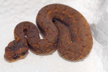 Venomous snakes kaufen und verkaufen Photo: Bitis rubida red Cederberge