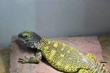 Lizards kaufen und verkaufen Photo: Uromastyx nigriventris Lizards kaufen und verkaufen Photo: Uromastyx nigriventris