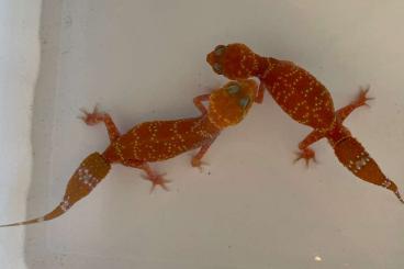 Geckos kaufen und verkaufen Photo: Nephrurus and Underwoodisaurus