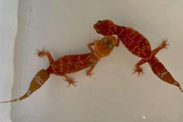 Geckos kaufen und verkaufen Foto: Underwoodisaurus and Nephrurus