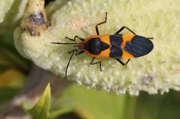 Insekten kaufen und verkaufen Foto: Oncopeltus fasciatus (milchkrautwanze)