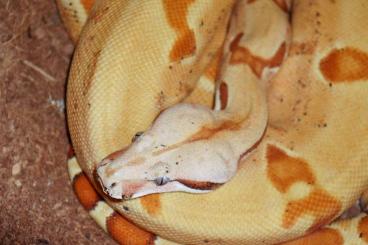 Snakes kaufen und verkaufen Photo: CBB 0.1 Paraglow Boa constrictor available 