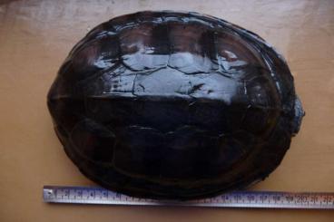 Tortoises kaufen und verkaufen Photo: Mauremys annamensis aus meiner Zucht