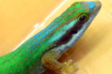 Echsen  kaufen und verkaufen Foto: Phelsuma inexpectata zur Abgabe