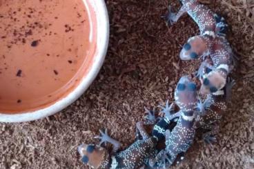 Geckos kaufen und verkaufen Foto: Underwoodisaurus milli NZ 0.0.10 for Hamm