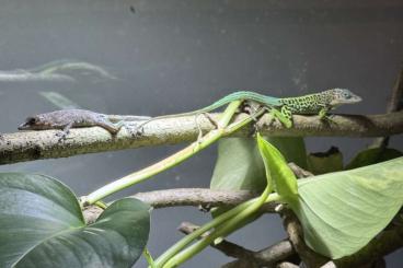 other lizards kaufen und verkaufen Photo: 1.1 Anolis marmoratus "Trois-Rivières"