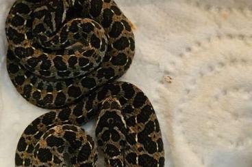 Venomous snakes kaufen und verkaufen Photo: 0.3 Bothriechis schlegelii 