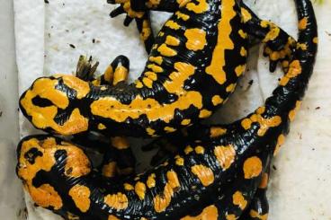 Schwanzlurche kaufen und verkaufen Foto: Salamandra corsica                  