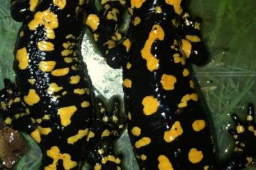 Salamander kaufen und verkaufen Foto: Salamandra corsica                    