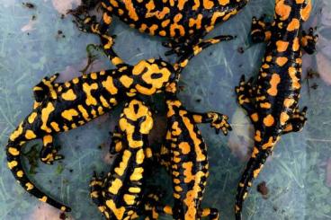 Salamander kaufen und verkaufen Foto: Salamandra corsica                          