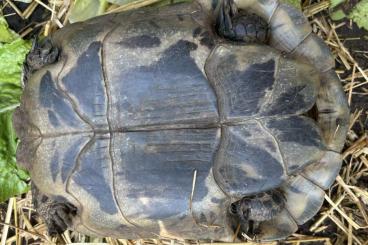Landschildkröten kaufen und verkaufen Foto: Maurische Landschildkröten