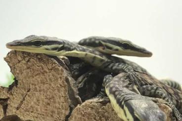 Monitor lizards kaufen und verkaufen Photo: Varanus glauerti - Kimberley Felsenwaran