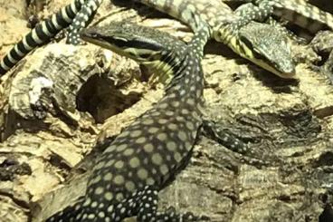 Monitor lizards kaufen und verkaufen Photo: Varanus glauerti / Kimberley Felsenwaran