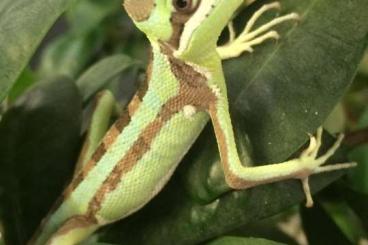 Echsen  kaufen und verkaufen Foto: Laemanctus serratus / Kronenbasilisken