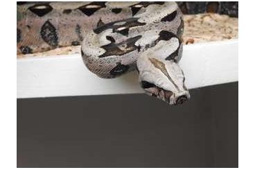 Schlangen kaufen und verkaufen Foto: Female Boa constrictor suriname