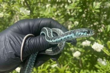 Schlangen kaufen und verkaufen Foto: Thamnophis Radix normal, Anery og Thamnophis Sirtalis Similis Schlangen kaufen und verkaufen Foto: Thamnophis Radix normal, Anery og Thamnophis Sirtalis Similis