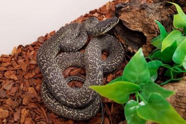 Pythons kaufen und verkaufen Foto: Granit Teppichpythons (Morelia spilota ssp)
