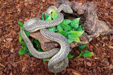 Pythons kaufen und verkaufen Photo: Granit Teppichpythons (Morelia spilota ssp)