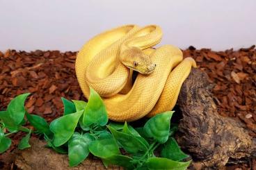 Pythons kaufen und verkaufen Foto: Granit Teppichpythons  (Morelia spilota ssp)