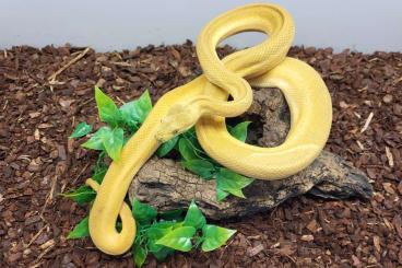 Pythons kaufen und verkaufen Photo: Granite Super Zebra's pos Jaguar Pythons kaufen und verkaufen Photo: Granite Super Zebra's pos Jaguar