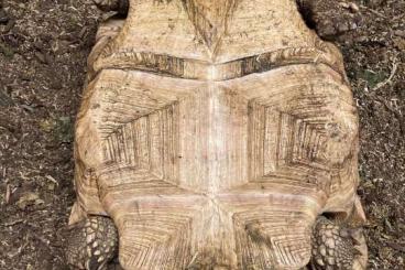 Tortoises kaufen und verkaufen Photo: Pair of Geochelone sulcata