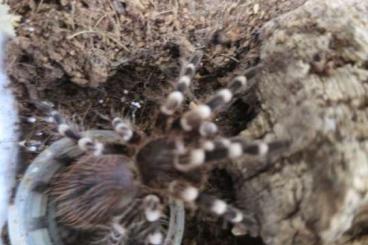 Vogelspinnen kaufen und verkaufen Foto: Biete 3 unbestimmte Vogelspinnen Acanthoscurria geniculata