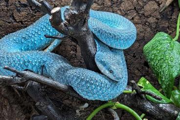 Giftschlangen kaufen und verkaufen Foto: Trimeresurus Insularis Blue red eyes