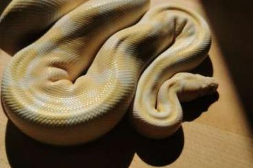 Ball Pythons kaufen und verkaufen Photo: Python regius albino female