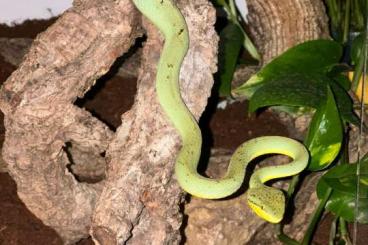 Venomous snakes kaufen und verkaufen Photo: Trimeresurus gramineus couple