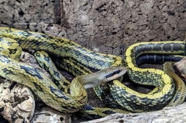 Nattern ungiftige  kaufen und verkaufen Foto: Orthriophis for Snakeday or Hamm