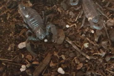 Scorpions kaufen und verkaufen Photo: Pandinus imperator adult und Nachzuchten