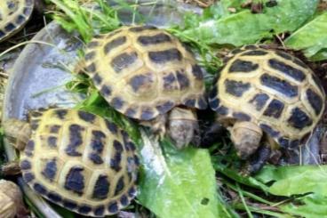 Schildkröten  kaufen und verkaufen Foto: Suche Horsfieldi Schildkröten