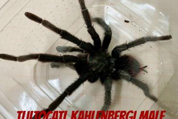 Spinnen und Skorpione kaufen und verkaufen Foto: SPIDERS FOR HAMM SHOW 14.12.2024