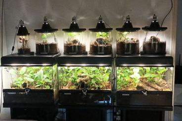 Enclosures kaufen und verkaufen Photo: Exo Terra Terrarium Kombi 60x45x45