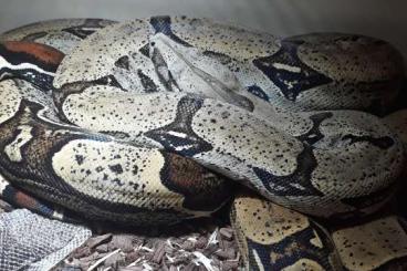 Schlangen kaufen und verkaufen Foto: Boa constrictor constrictor Iquitos