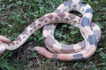 Snakes kaufen und verkaufen Photo: Pituophis deppei jani subadult