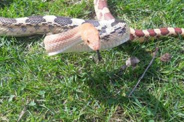 Snakes kaufen und verkaufen Photo: Pituophis deppei jani subadult Snakes kaufen und verkaufen Photo: Pituophis deppei jani subadult