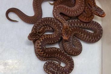 Venomous snakes kaufen und verkaufen Photo: Vipera berus I bosniensis I nikolskii I aspis atra I renardi I seoanei