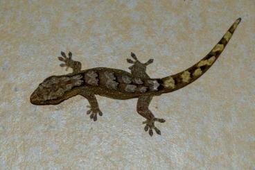 Geckos kaufen und verkaufen Photo: Verschiedene Bavayia abzugeben 