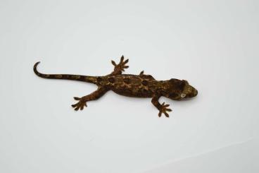 Geckos kaufen und verkaufen Foto: Mniarogekko chahoua         